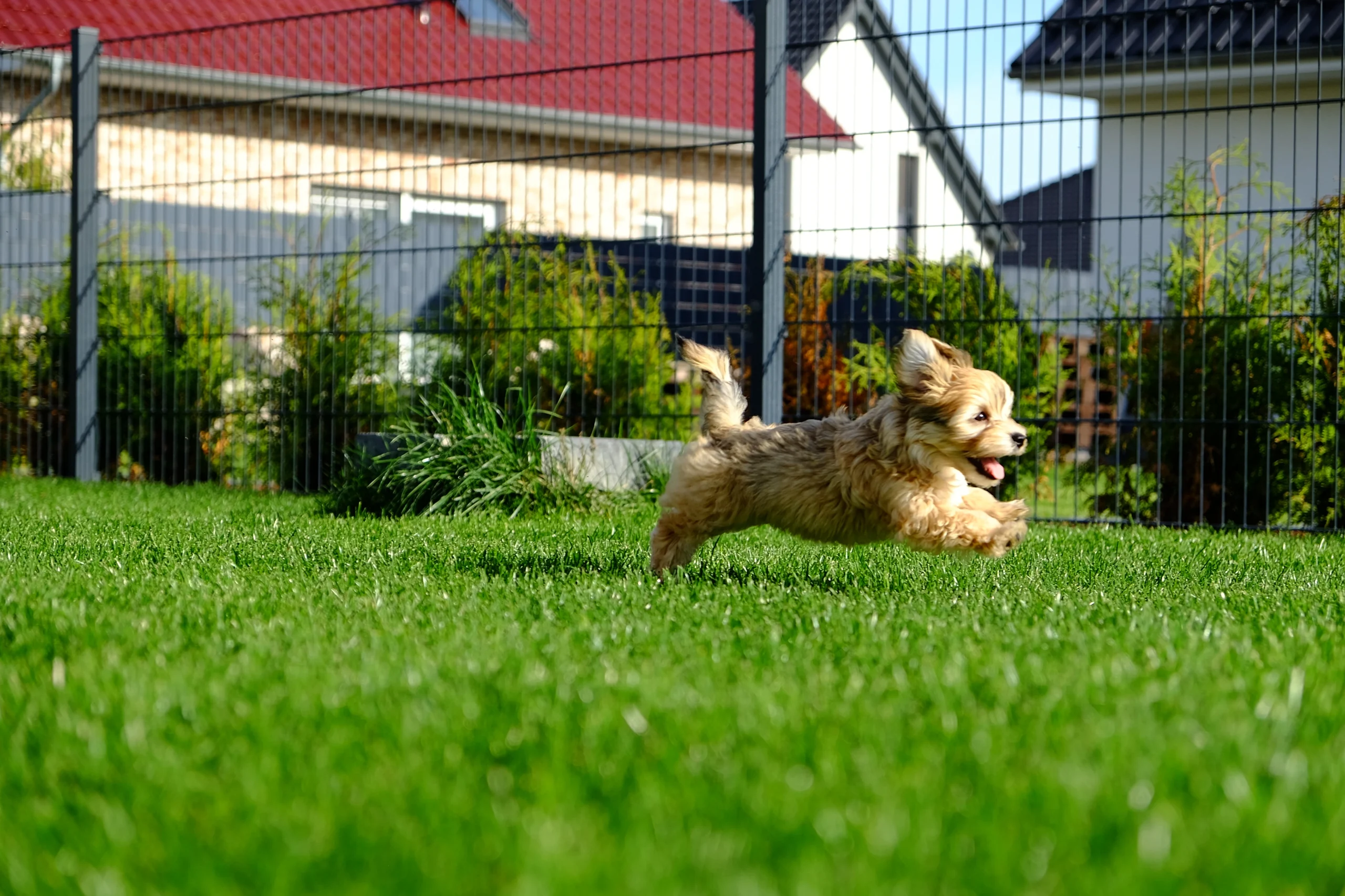 Pet-Play-Area